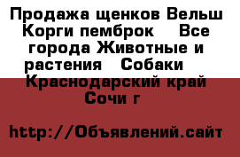 Продажа щенков Вельш Корги пемброк  - Все города Животные и растения » Собаки   . Краснодарский край,Сочи г.